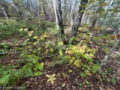 Viburnum lantanoides