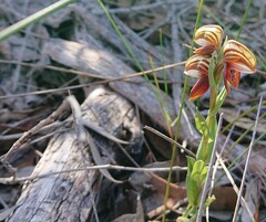 Pterostylis sanguinea