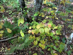 Viburnum lantanoides
