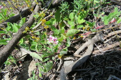 Pelargonium althaeoides