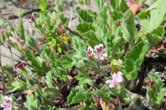 Pelargonium althaeoides