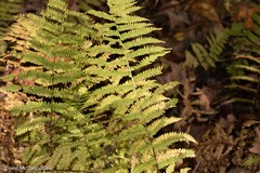 Amauropelta noveboracensis