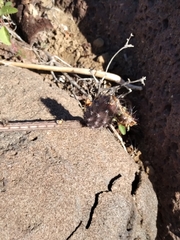 Peniocereus striatus