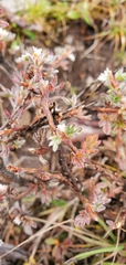 Dasiphora fruticosa
