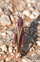 Chorthippus maritimus