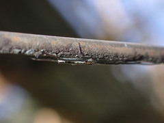 Tetragnathidae