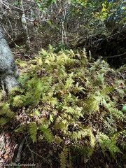 Amauropelta noveboracensis