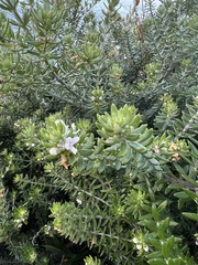 Westringia fruticosa