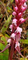 Satyrium nepalense