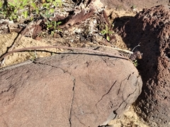 Peniocereus striatus