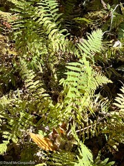 Amauropelta noveboracensis