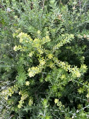 Westringia fruticosa