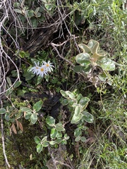 Olearia pannosa