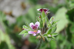 Pelargonium althaeoides