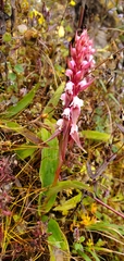 Satyrium nepalense