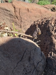 Peniocereus striatus