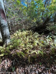 Amauropelta noveboracensis