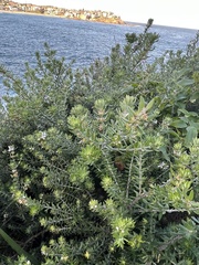 Westringia fruticosa