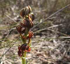 Pterostylis sanguinea