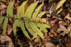 Amauropelta noveboracensis