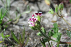 Pelargonium althaeoides