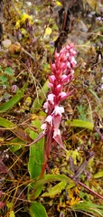 Satyrium nepalense