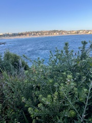 Westringia fruticosa