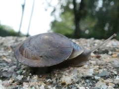 Helicigona lapicida