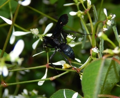 Pompilidae