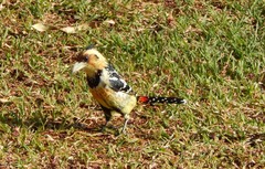 Trachyphonus vaillantii