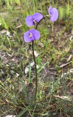 Swainsona procumbens