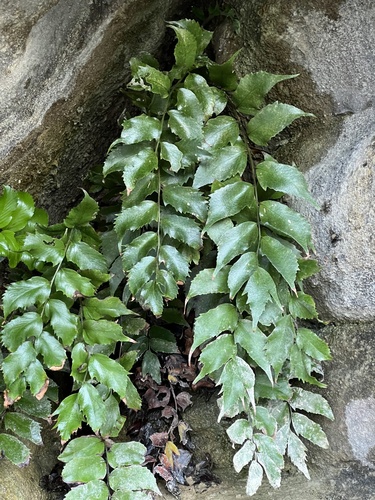 Japanese holly-fern