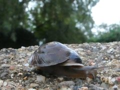 Helicigona lapicida