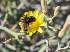 Andrena mediovittata