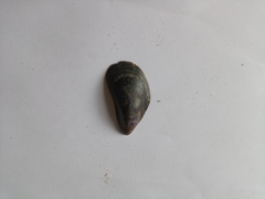 Mytilus edulis