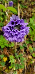 Primula glomerata