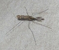 Anopheles punctipennis