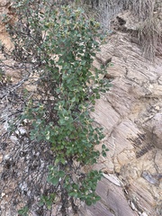 Olearia tomentosa