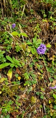 Primula glomerata