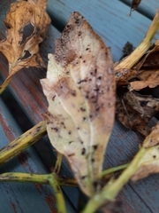 Puccinia bornmuelleri
