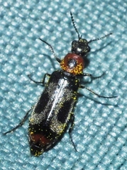 Dasytes terminalis