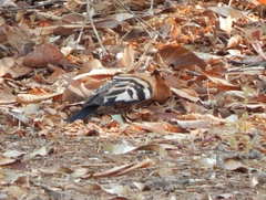 Upupa epops africana