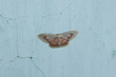 Idaea lacteipennis