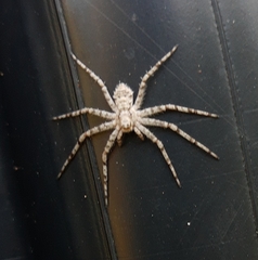 Philodromus margaritatus
