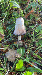 Coprinus comatus