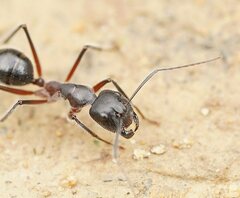 Camponotus intrepidus