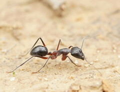 Camponotus intrepidus