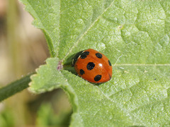 Coccinella algerica