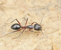 Camponotus intrepidus