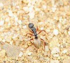 Dolichoderus doriae